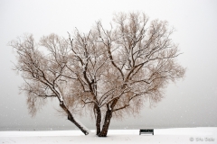 Winter Solitude at Kinsman Park, Kelowna, B.C.