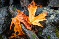Fall Leaves at Mount Douglas Park, Victoria,B.C.