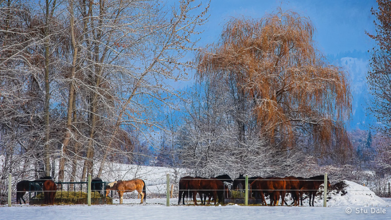 Bullman Horses
