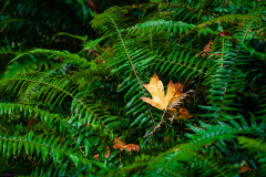 Ferns in the Fall