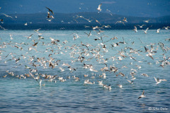 Gulls in Motion