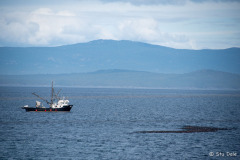 Brant and a fishing boat
