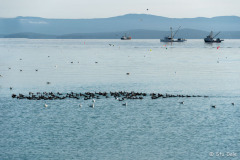 A Flock of Brant waiting for the fish