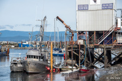Unloading the fish at French Creek.