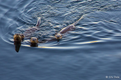 Curious Sea Otters