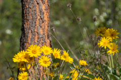 Balsamroot Flowers  - Kelowna