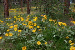 Balsamroot Flowers  - Kelowna