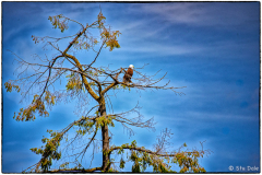 Eagle Tree - Crofton, B.C.