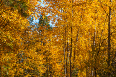 Fall Colours - Kelowna, B.C.
