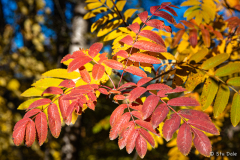 Fall Colours - Kelowna, B.C