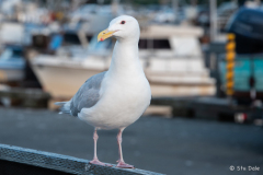French Creek Marina - French Creek, B.C.
