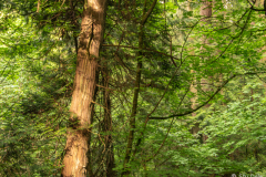 Mount Douglas Park - Saanich, B.C.