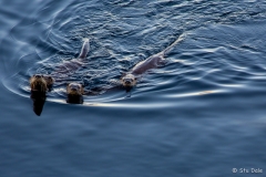 Curious_Sea_Otters_-_N0004