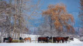 Winter Grazing