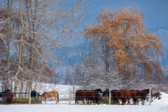 Winter Grazing