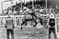 Bucking Bronco