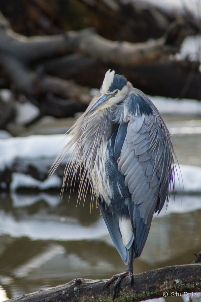 Great Blue Heron in the Fascieux Creek Wetland