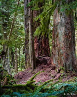 Giants of Cathedral Grove