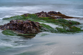Seaweed in the Waves
