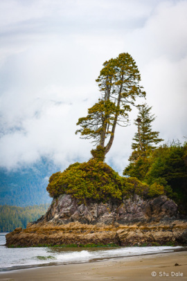 Sentinel Tree at Tonquin Park Beach