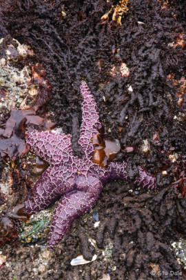Starfish