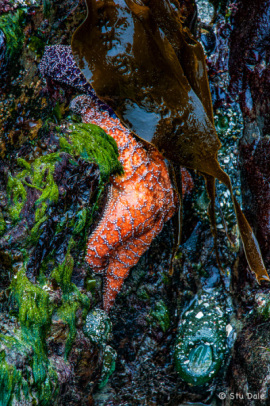 Starfish on the Rocks