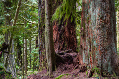 Giants of Cathedral Grove Giants of Cathedral Grove