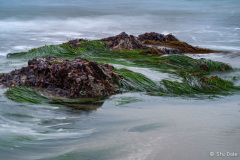 Seaweed in the Waves Seaweed in the Waves