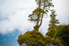 Sentinel Tree at Tonquin Park Beach Sentinel Tree at Tonquin Park Beach