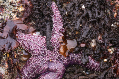 Starfish Starfish