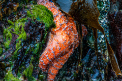 Starfish on the Rocks Starfish on the Rocks