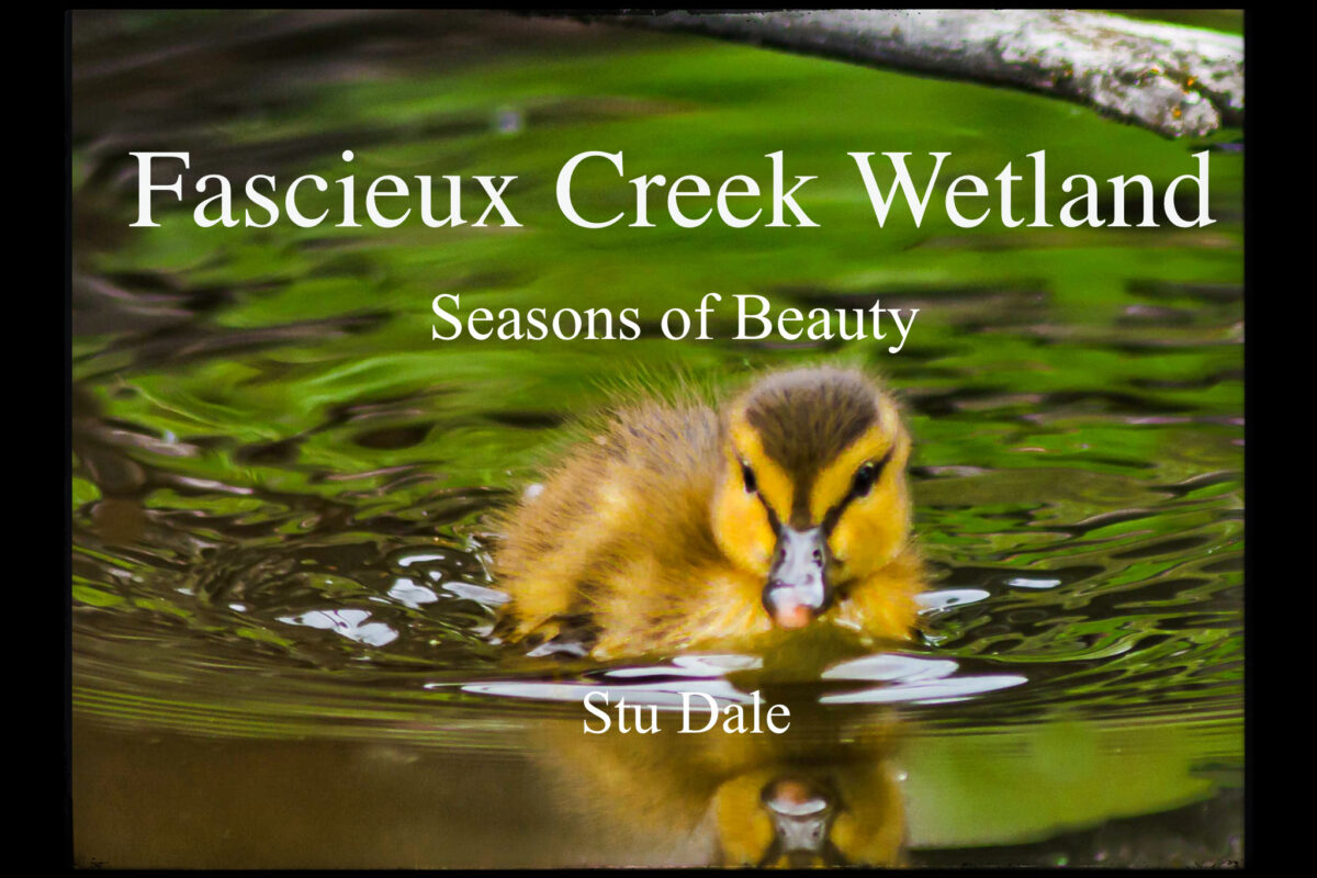 The Fascieux Creek Wetland: My Book
